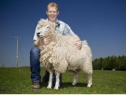 9. Cotswold Lion sheep